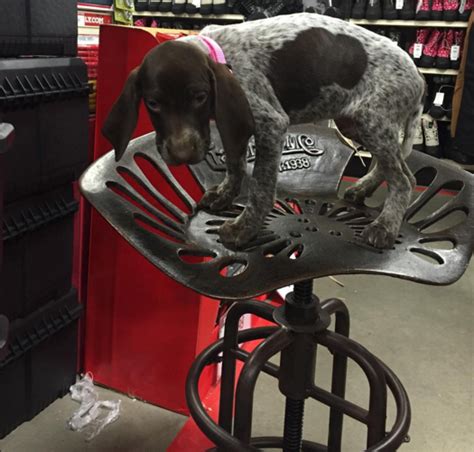 Miss Kimber The Puppy Loves The Tractor Supply Iron Tractor Stools
