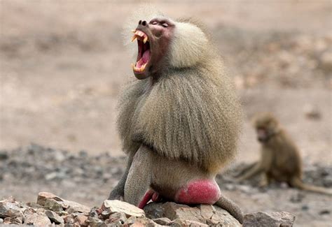 Baboon Natural History On The Net