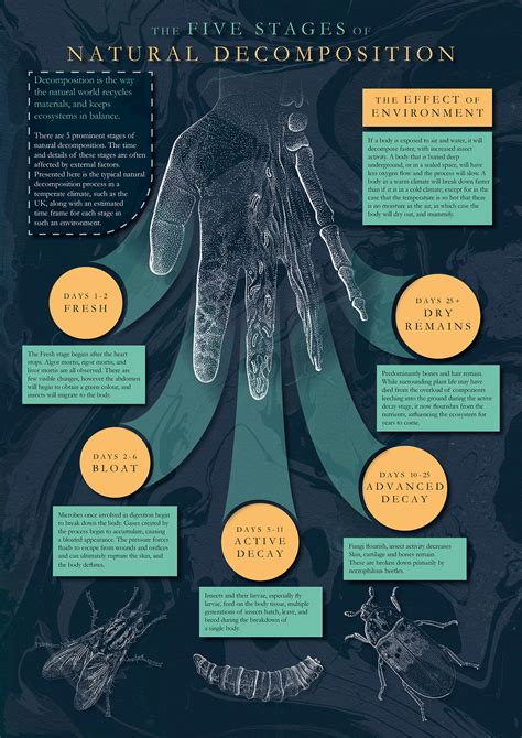 5 Stages Of Natural Human Decomposition Behance