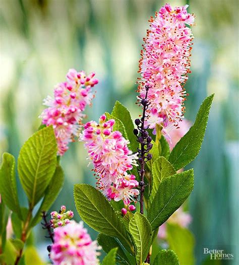 See more ideas about shrubs, flowering bushes, flowering shrubs. 13 Beautiful Blooming Shrubs to Fill Your Garden with ...