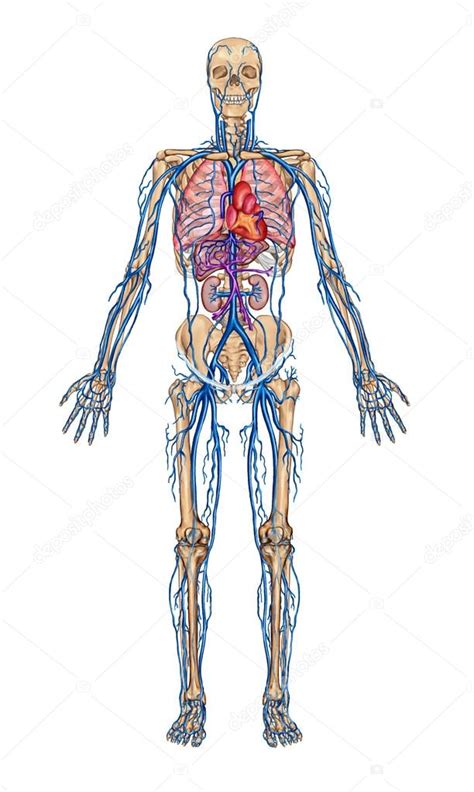 Menschliches Blut Didaktische Anatomie Des Blutsystems Des