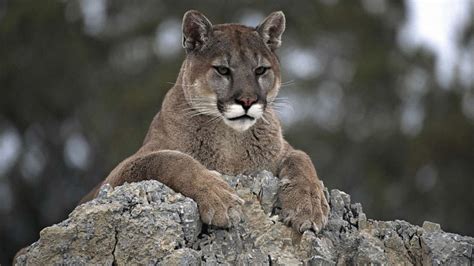 Cougar Attacks 8 Year Old Leading To Closures In Washingtons Olympic