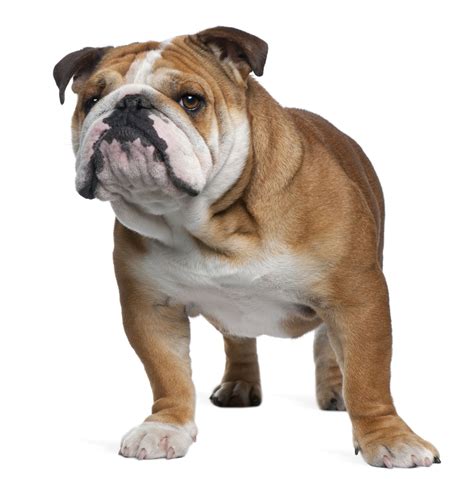 The english bulldog doesn't require much exercise but would do well with a short walk occasionally. Everything You Need to Know About Miniature English ...