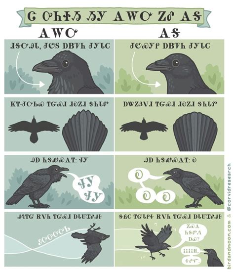 the adorable guide to distinguishing american crows and common ravens
