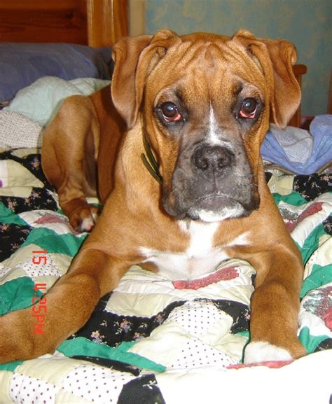 Red Eyes Boxer Forum Boxer Breed Dog Forums