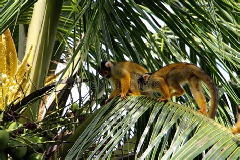 Squirrel Monkeys Are New World Monkeys Of The Genus Saimiri Stock Image