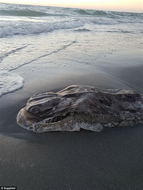 Strange Mystery Sea Creature Washes Up On Fremantle Beach Daily Mail Online