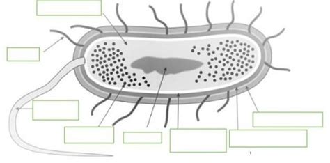 Partes De La Bacteria Plispalabras Que Se Deben Utilizarcitoplasma