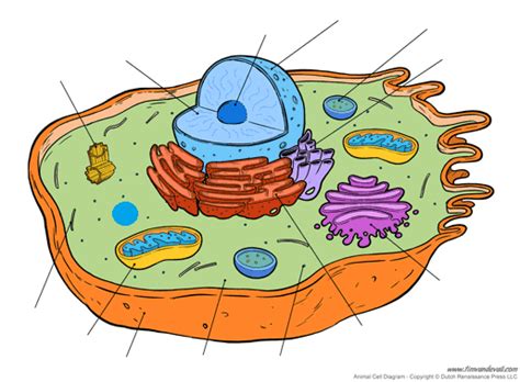 Animal Cell Diagram Diagram Quizlet