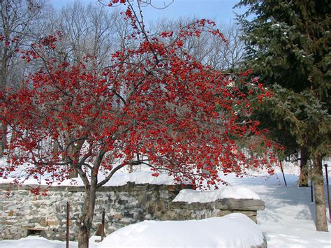 Red Berry Tree In Winter Happy New Year Lilikx Flickr
