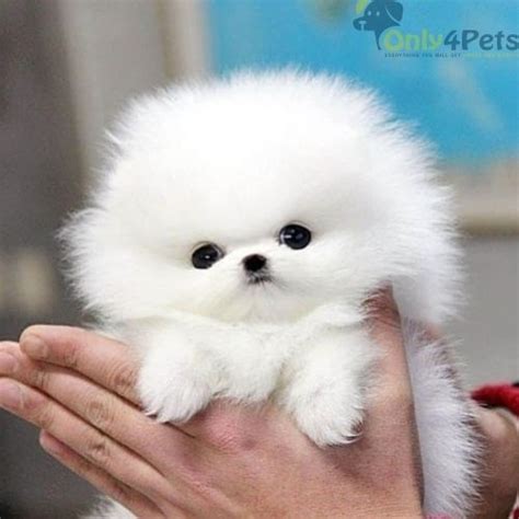 When it comes to teacup breeds, there is a lot of controversies, too. Pomeranian Puppy Price In India 2019