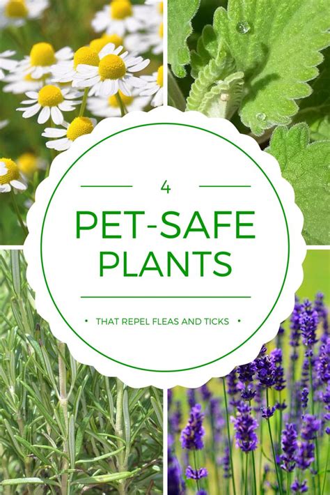 Plants that could actually repel ticks and fleas? yes! here are 4 pet