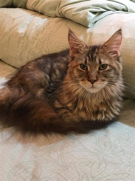 The Brown Maine Coon Isnca