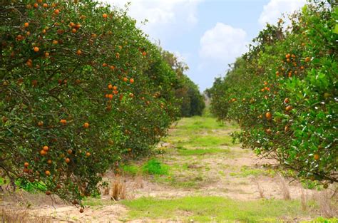 The Best Orange Groves In Florida To Pick Your Own Citrus 2024