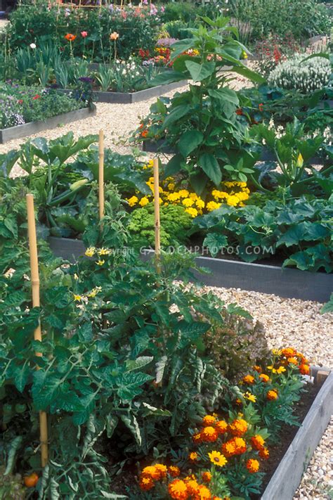 Vegetable Garden In Raised Beds With Flowers In Edible Landscaping