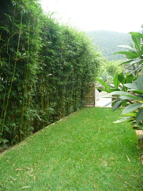 Clumping Bamboo Garden Ideas Landscaping Your Yard With Clumping