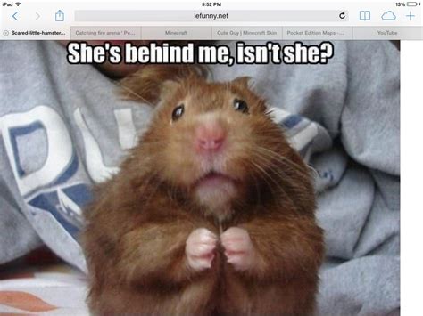 Aw So Sorry 4 Him Funny Hamsters Funny Animals Hamster Memes