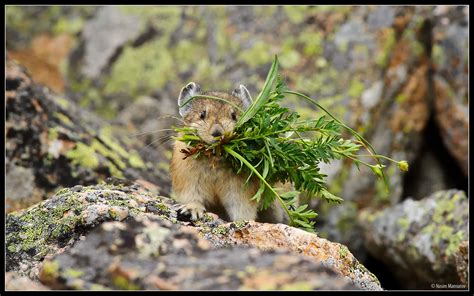 Pikas Collect A Wide Variety Of Plants During The Summer So That They