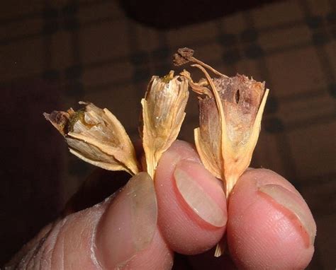 Photo Of The Seed Pods Or Heads Of Texas Bluebell Eustoma Exaltatum