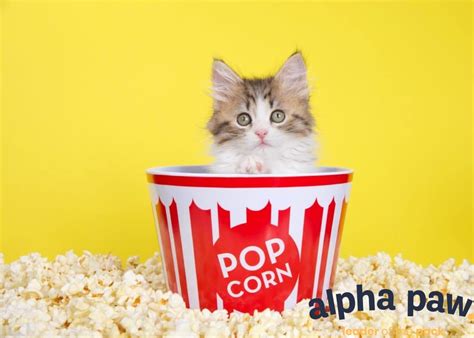 Can Cats Eat Popcorn 11 Shocking Truths About Cat Diet