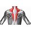 The Trapezius Muscle  Blog