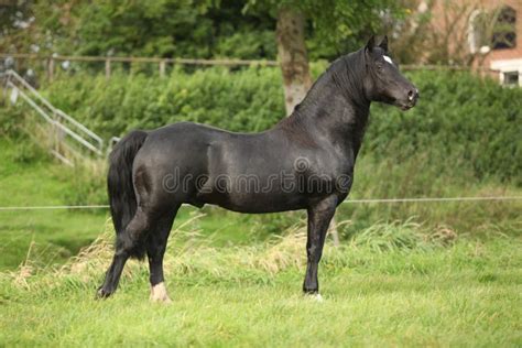 Black Welsh Cob Stallion Stock Image Image Of Outside 30414917