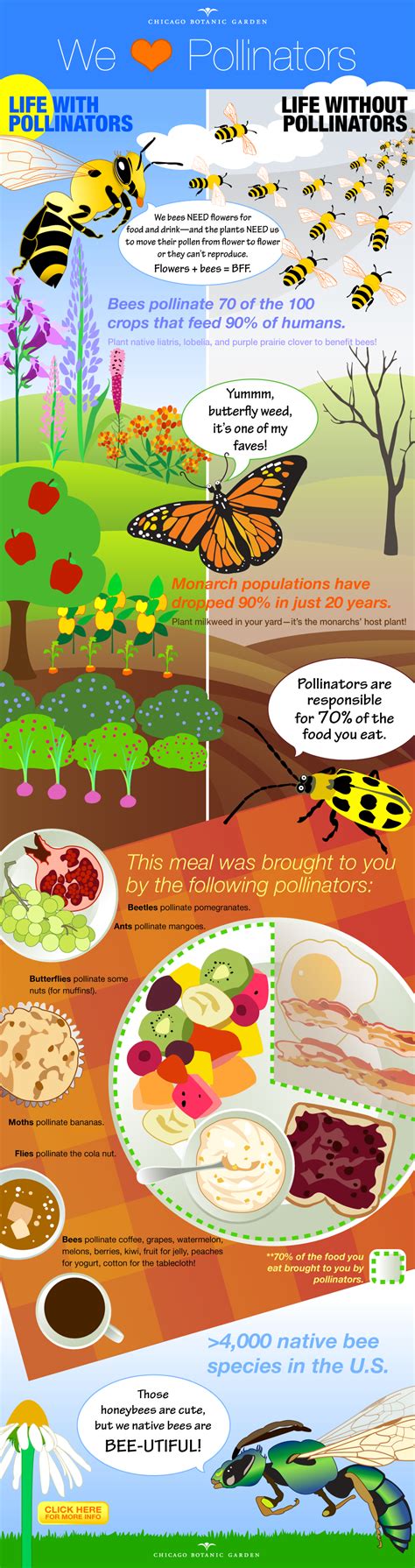 Infographic Pollinators Pollination Infographic Chicago Botanic Garden