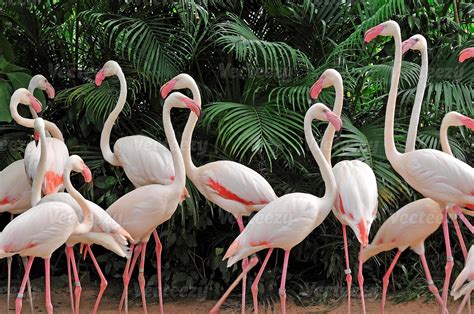 A Group Of Pink Flamingos Standing Next To Each Other