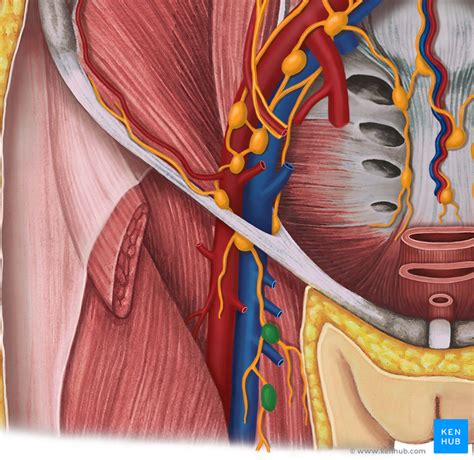 …the abdominal cavity by an inguinal canal lined with the peritoneal membrane. Lymph Nodes of the Pelvis and Lower Limb - Anatomy | Kenhub