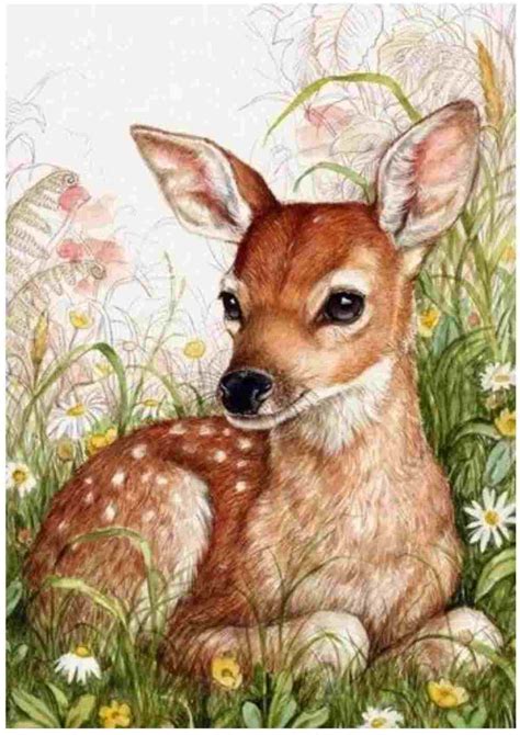 Fawn Drawing At Explore Collection Of Fawn Drawing