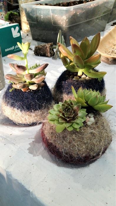 614knitstudio.com is tracked by us since december, 2019. Succulent plant pod workshop: photos! | 614 Knit Studio
