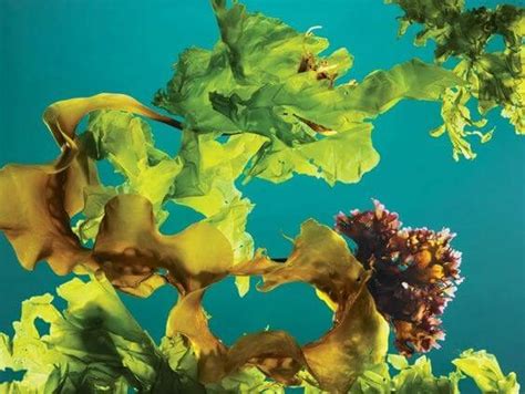 Edible Seaweed 6 Types And How To Eat Them Everyday Young