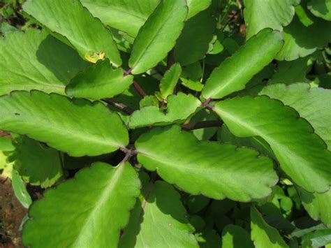 Leaf Of Life What Is It How To Use It And How To Grow It Remedygrove