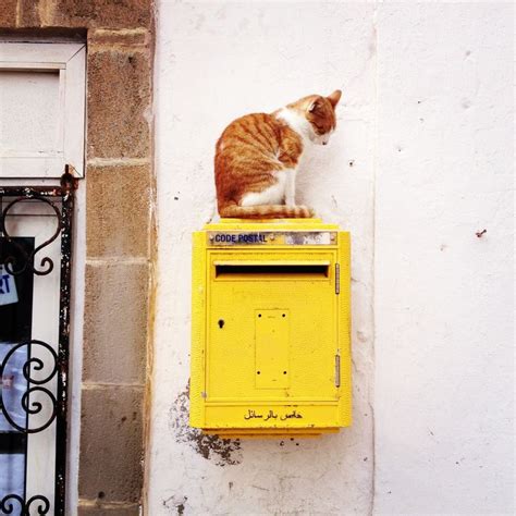 39 Best Cats N Mailboxes Images On Pinterest Cats