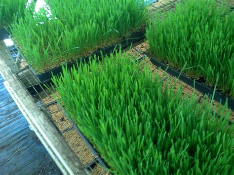 wheatgrass benefits spirulina health grass wheat celery vs smoothies types plant proven healthy everybody therapy surprise know should liquidated those
