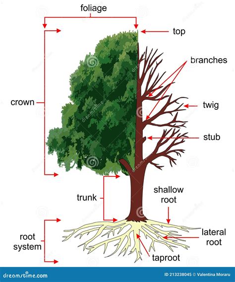 Anatomy Of Tree Trunk Cartoon Vector CartoonDealer Com 244793911