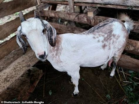 man admits to having sex with a goat twice