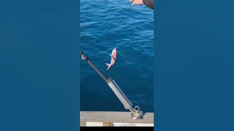 Pesca Dalla Barca Bolentino Costiero Ai Pagelli Youtube