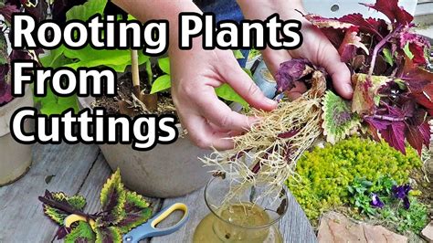 Rooting Plants From Cuttings Youtube