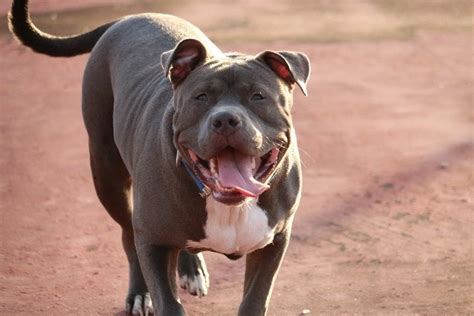 Top 10 Different Pit Bull Bloodlines With Pictures Hepper