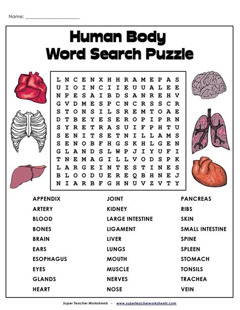 Word Search Human Body Human Body Worksheets Human Body Activities