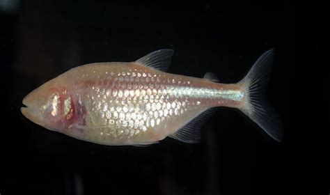 In Images The Extraordinary Evolution Of Blind Cavefish Live Science