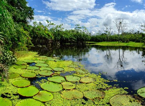 Electrónica, moda, hogar, libros, deporte y mucho más a precios bajos en amazon.es. IQUITOS: El Amazonas de Perú * Una idea un viaje
