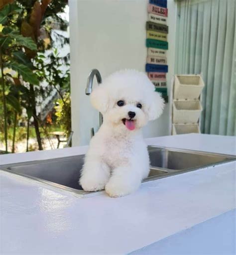 Teacup Bichon Frise Why This Mini Dog Makes A Great Pet