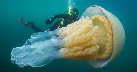 Thousands Of Huge Jellyfish With Dangerous Sting Spotted Swarming