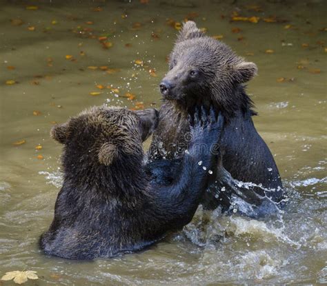 Two Brown Bear Cubs Play Fighting Stock Photo Image Of Brown Baby