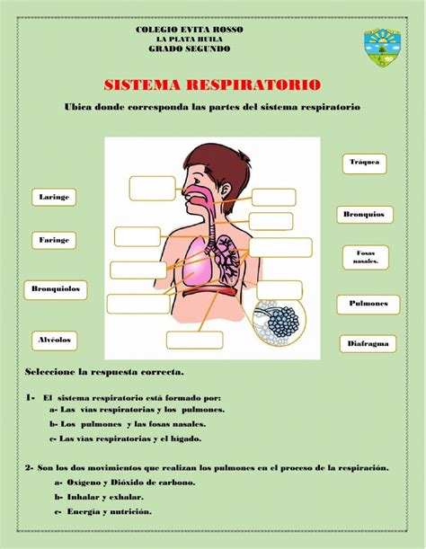 Actividad De Sistema Respiratorio Para Grado Online Activities School Subjects Online