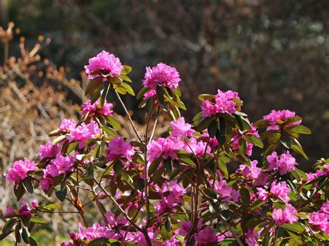 Rhododendron Pjmelite Rhododendron Carolinianum Pjmelite