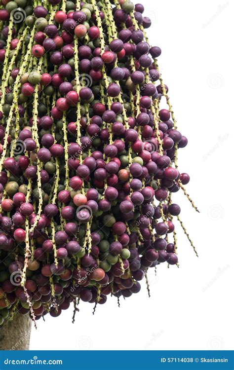 Fruto Vermelho Da Palma Na árvore Foto de Stock Imagem de redondo