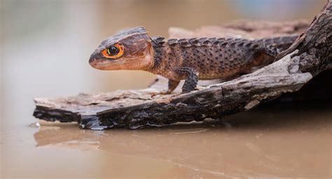 Red Eyed Crocodile Skink Care Tank Lifespan And More More Reptiles